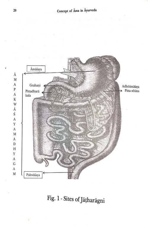 Concept of Ama in Ayurveda